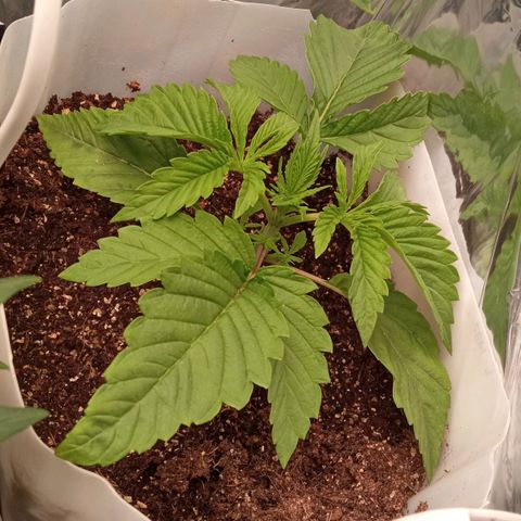 Zombie Kush growlog timeline photo