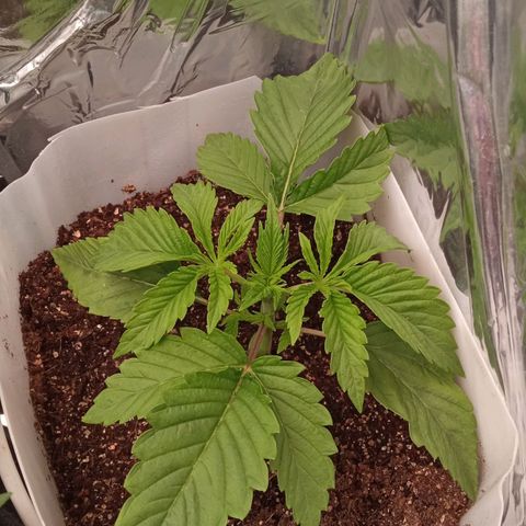 Zombie Kush growlog timeline photo