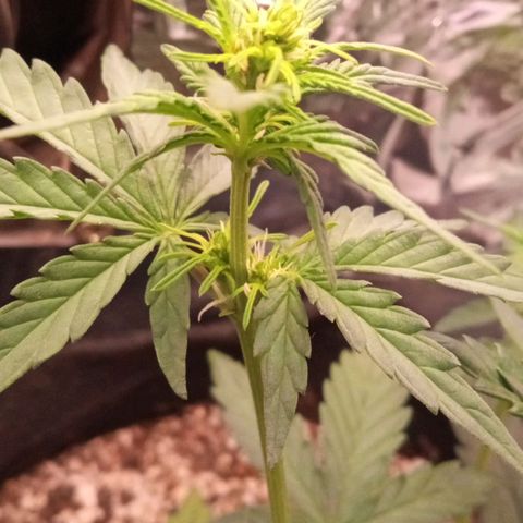 BlackberryKush growlog timeline photo