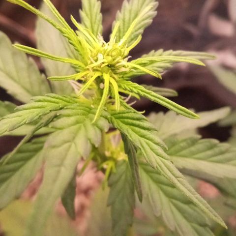 BlackberryKush growlog timeline photo