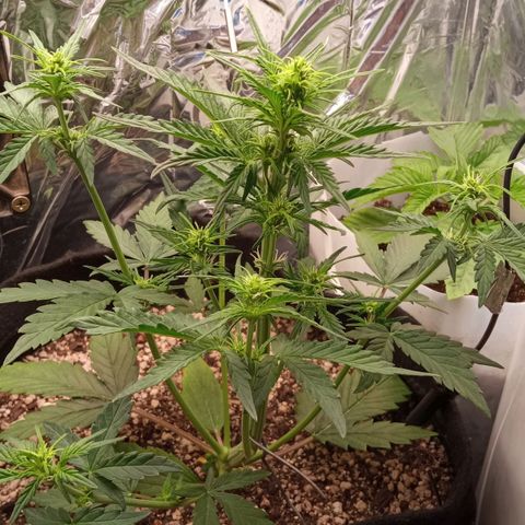 BlackberryKush growlog timeline photo