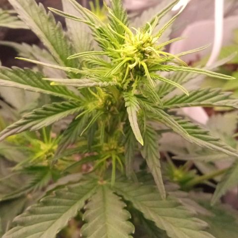 BlackberryKush growlog timeline photo