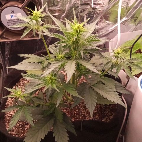 BlackberryKush growlog timeline photo