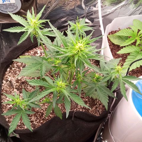 BlackberryKush growlog timeline photo