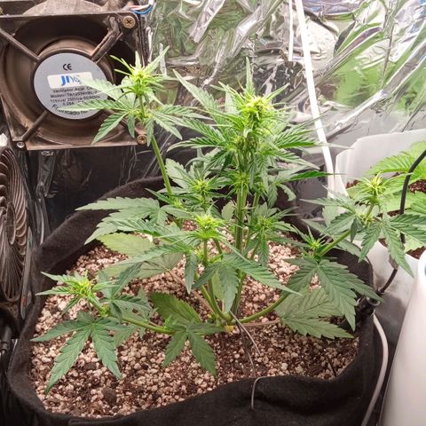 BlackberryKush growlog timeline photo