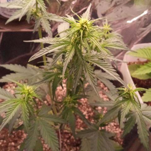 BlackberryKush growlog timeline photo