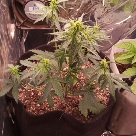 BlackberryKush growlog timeline photo