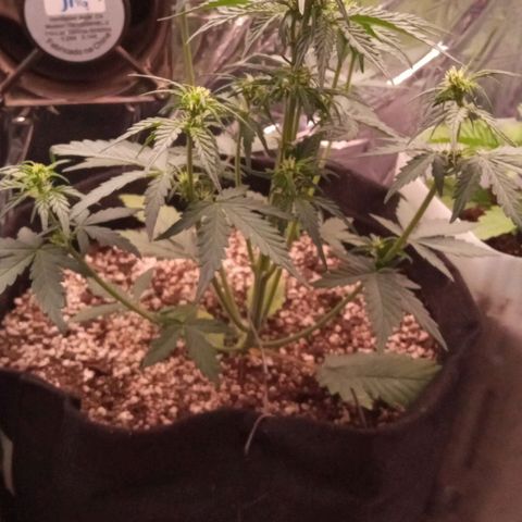 BlackberryKush growlog timeline photo