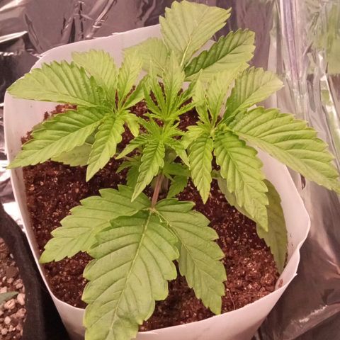 Zombie Kush growlog timeline photo