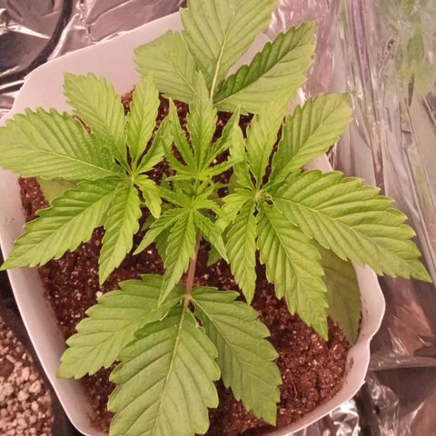 Zombie Kush growlog timeline photo