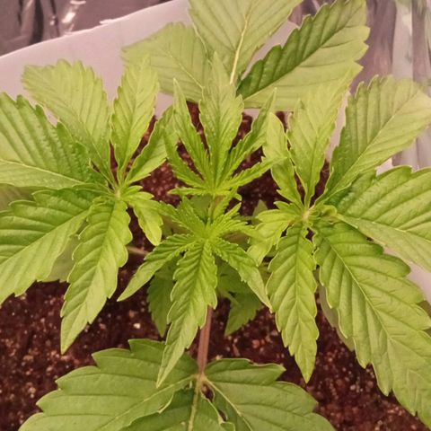 Zombie Kush growlog timeline photo