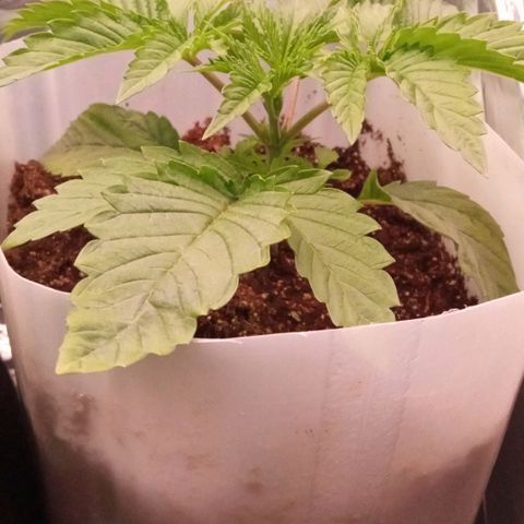 Zombie Kush growlog timeline photo