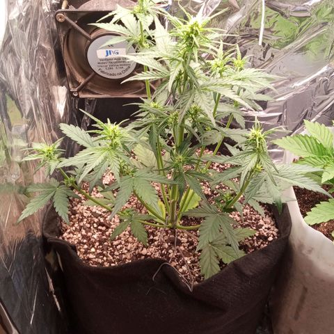 BlackberryKush growlog photo: Foto tirada as 06:00