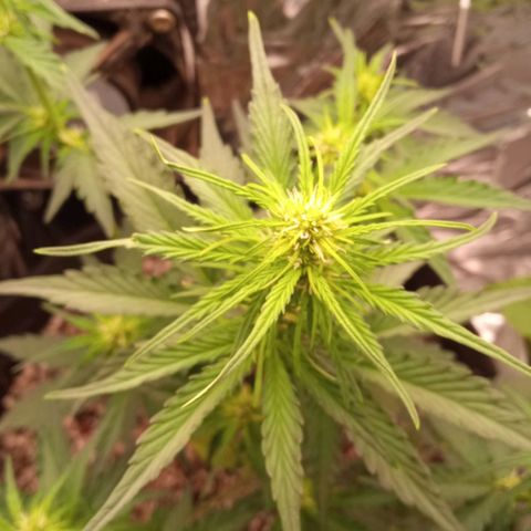 BlackberryKush growlog timeline photo