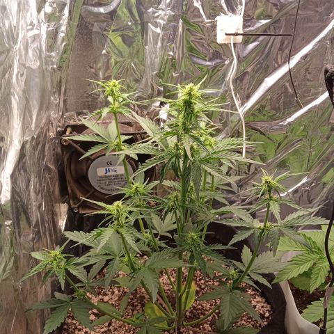 BlackberryKush growlog timeline photo