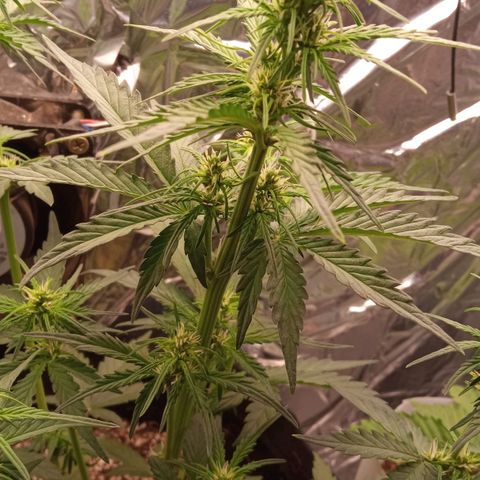 BlackberryKush growlog timeline photo