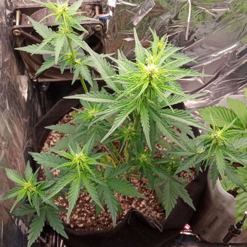 BlackberryKush growlog timeline photo