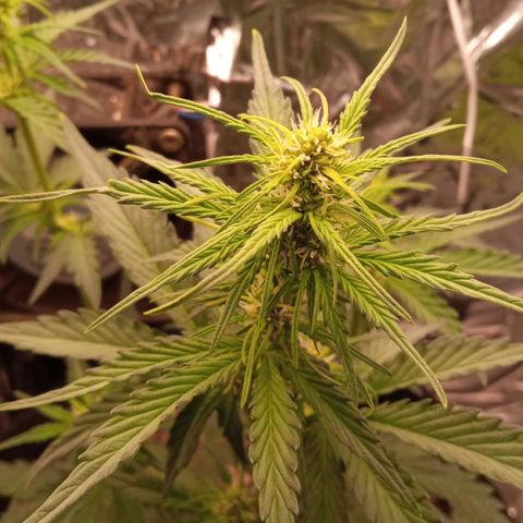 BlackberryKush growlog timeline photo
