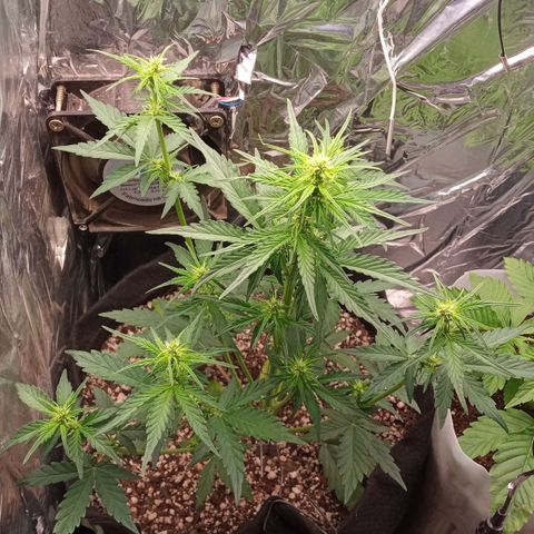 BlackberryKush growlog timeline photo