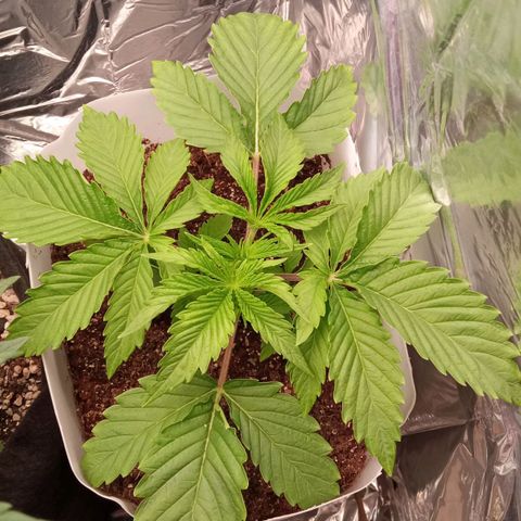 Zombie Kush growlog timeline photo