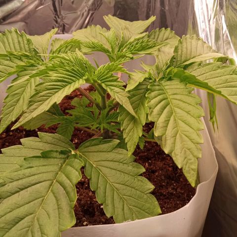 Zombie Kush growlog timeline photo