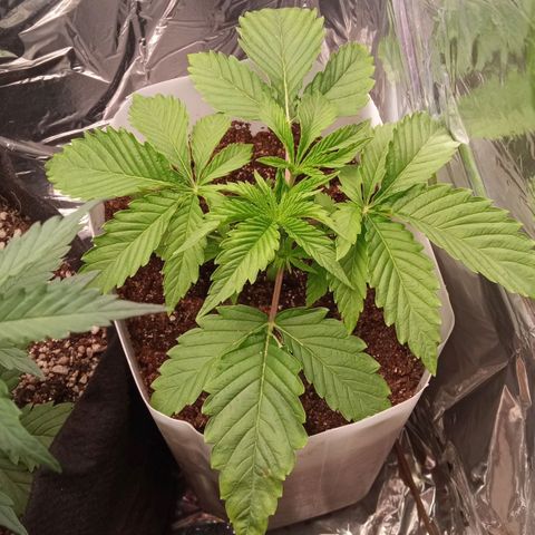 Zombie Kush growlog timeline photo