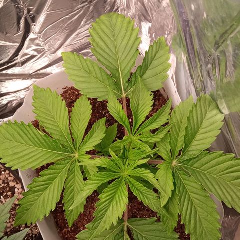 Zombie Kush growlog timeline photo