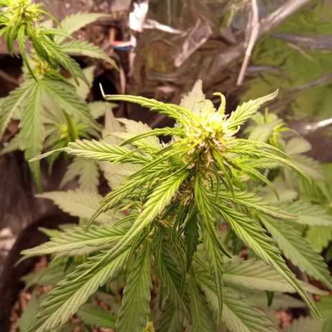 BlackberryKush growlog timeline photo