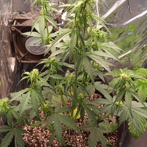 BlackberryKush growlog timeline photo
