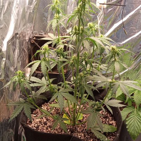 BlackberryKush growlog timeline photo