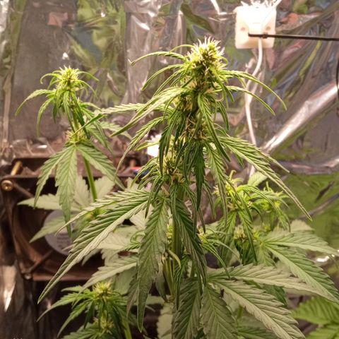 BlackberryKush growlog timeline photo