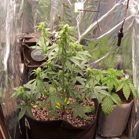 BlackberryKush growlog timeline photo