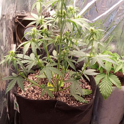 BlackberryKush growlog timeline photo