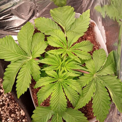 Zombie Kush growlog timeline photo