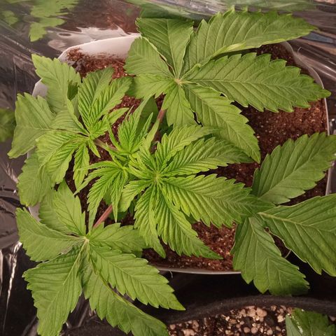 Zombie Kush growlog timeline photo