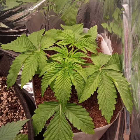 Zombie Kush growlog timeline photo