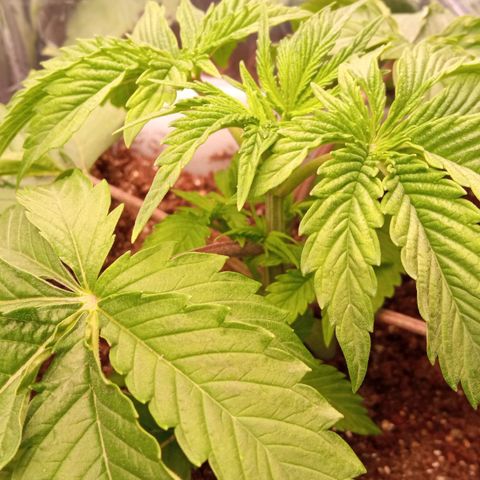 Zombie Kush growlog timeline photo