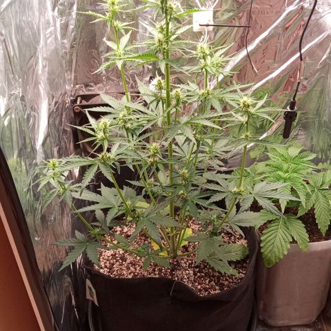 BlackberryKush growlog timeline photo