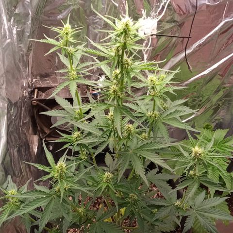 BlackberryKush growlog timeline photo