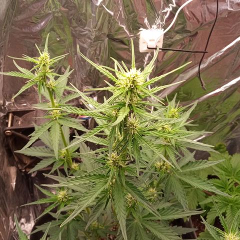 BlackberryKush growlog timeline photo