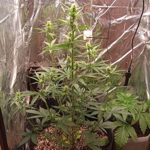 BlackberryKush growlog timeline photo