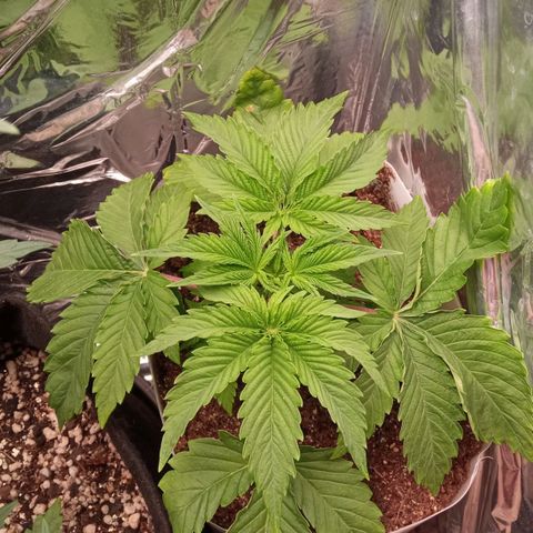 Zombie Kush growlog timeline photo