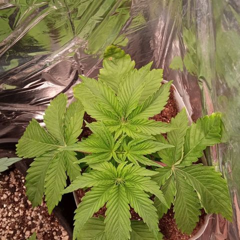 Zombie Kush growlog timeline photo