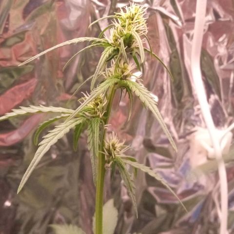 BlackberryKush growlog timeline photo