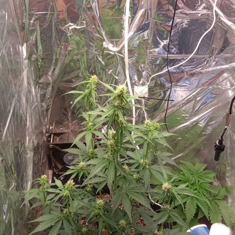 BlackberryKush growlog timeline photo