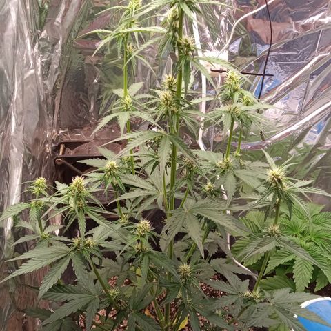 BlackberryKush growlog timeline photo