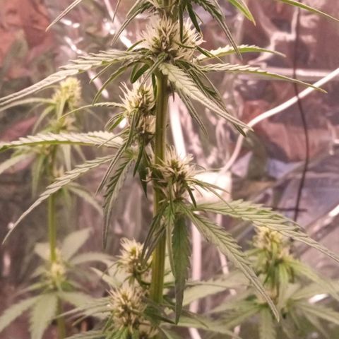 BlackberryKush growlog timeline photo