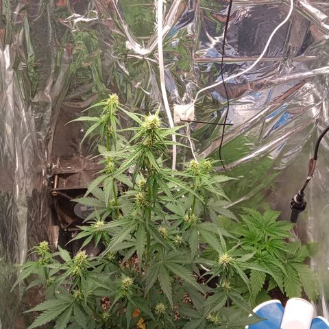 BlackberryKush growlog timeline photo