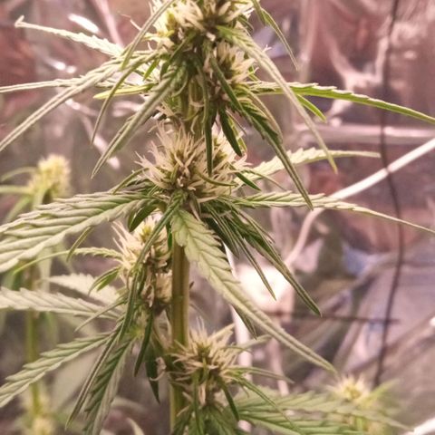 BlackberryKush growlog timeline photo