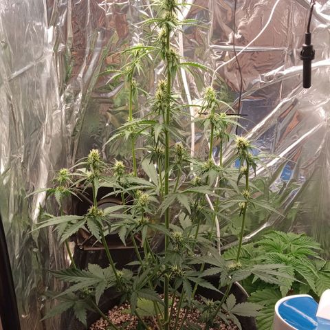 BlackberryKush growlog timeline photo